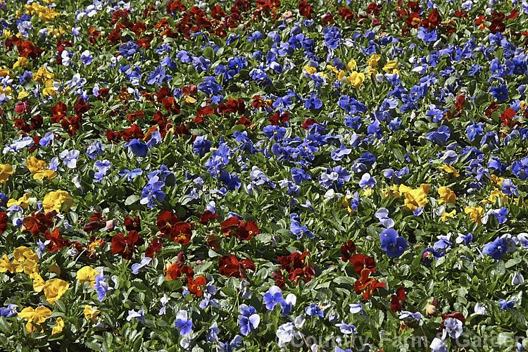 A bed of mixed colour violas. These fancy forms, developed over centuries from several species, are usually treated as annuals. viola-2165htm'>Viola. <a href='violaceae-plant-family-photoshtml'>Violaceae</a>.