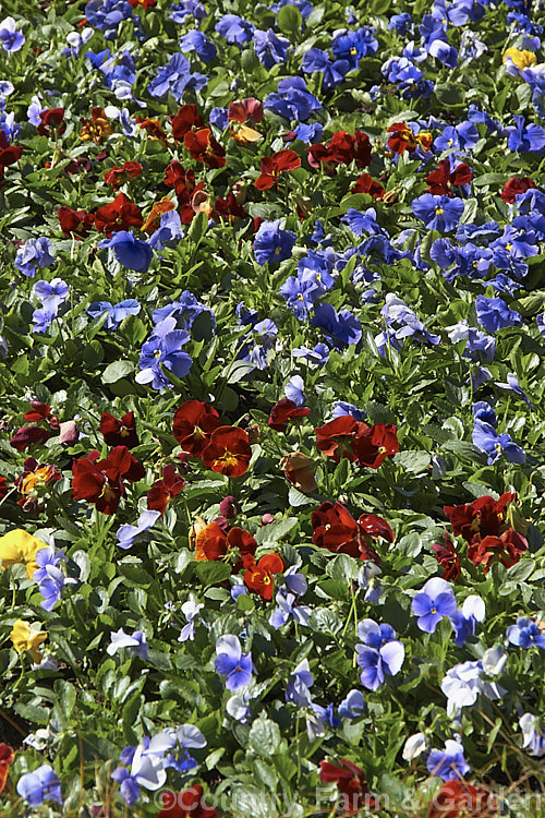 A bed of mixed colour violas. These fancy forms, developed over centuries from several species, are usually treated as annuals. viola-2165htm'>Viola. <a href='violaceae-plant-family-photoshtml'>Violaceae</a>.