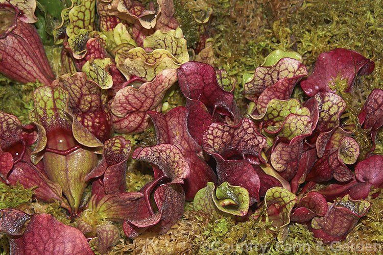 Southern. Common Pitcher Plant or Huntsman's Cup (<i>Sarracenia purpurea subsp. venosa</i>), a carnivorous plant native to eastern North America from new. Jersey to Louisiana. sarracenia-3281htm'>Sarracenia. <a href='sarraceniaceae-plant-family-photoshtml'>Sarraceniaceae</a>.