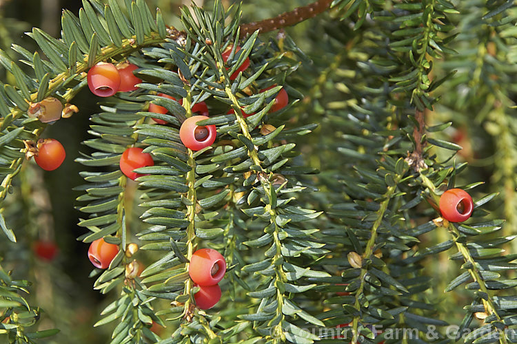 Common Yew (<i>Taxus baccata</i>) with ripe drupes. This very tough and widely cultivated Eurasian conifer occurs in many cultivated forms but in the wild is usually seen as a multi-branched dome-shaped tree around 15-20m tall Order: Pinales, Family: Taxaceae