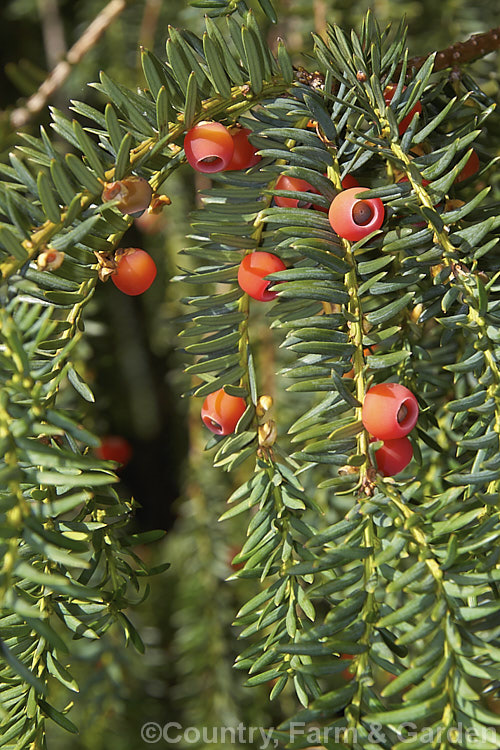 Common Yew (<i>Taxus baccata</i>) with ripe drupes. This very tough and widely cultivated Eurasian conifer occurs in many cultivated forms but in the wild is usually seen as a multi-branched dome-shaped tree around 15-20m tall Order: Pinales, Family: Taxaceae