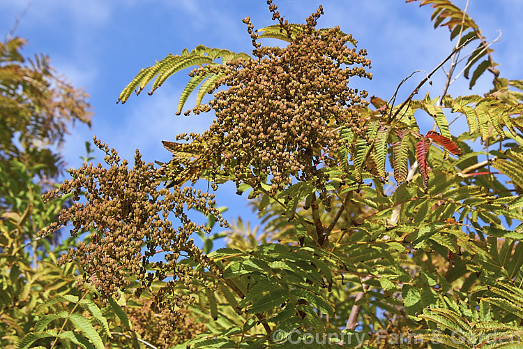 The fruits and early autumn foliage of the Smooth. Sumac (<i>Rhus glabra</i>), a deciduous shrub, up to 5m tall, native to North America, from southern Canada to northern Mexico. Its foliage often colours well in autumn and its panicles of greenish cream flowers develop into heads of red fruits. Unlike the fruit spikes of Rhus typhina, those of Rhus glabra are not always dense and erect. rhus-2719htm'>Rhus. <a href='anacardiaceae-plant-family-photoshtml'>Anacardiaceae</a>.