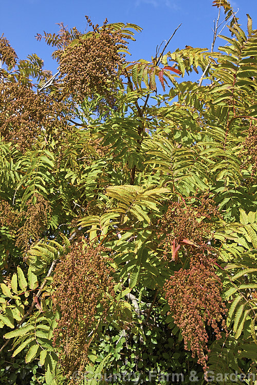 The fruits and early autumn foliage of Smooth. Sumac (<i>Rhus glabra</i>), a deciduous shrub, up to 5m tall, native to North America, from southern Canada to northern Mexico. Its foliage often colours well in autumn and its panicles of greenish cream flowers develop into heads of red fruits. Unlike the fruit spikes of Rhus typhina, those of Rhus glabra are not always dense and erect. rhus-2719htm'>Rhus. <a href='anacardiaceae-plant-family-photoshtml'>Anacardiaceae</a>.