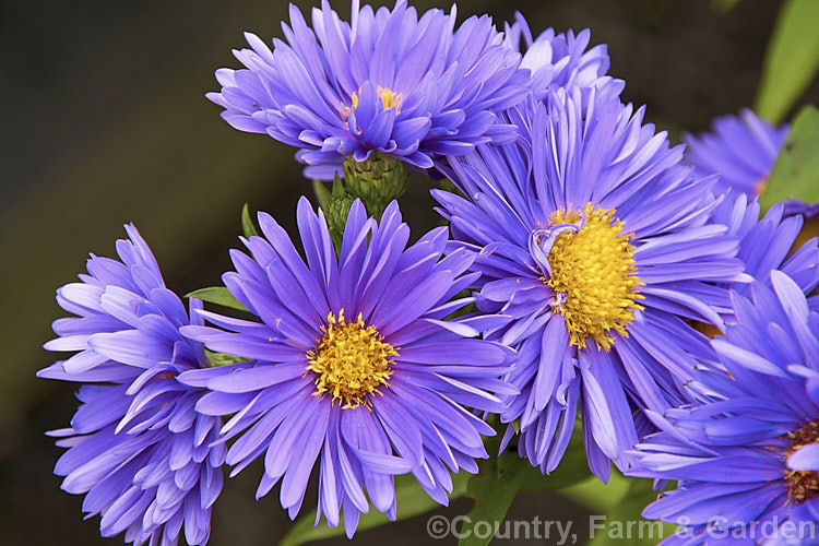 Symphyotrichum 'Coombe's Violet', a showy autumn-flowering cultivar, probably of Symphyotrichum (syn. Aster</i>) novi-belgii parentage. It grows to around 1m tall symphyotrichum-2293htm'>Symphyotrichum.