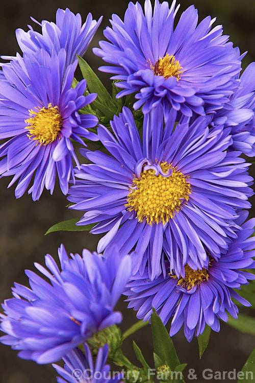 Symphyotrichum 'Coombe's Violet', a showy autumn-flowering cultivar, probably of Symphyotrichum (syn. Aster</i>) novi-belgii parentage. It grows to around 1m tall symphyotrichum-2293htm'>Symphyotrichum.