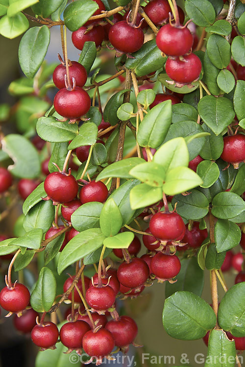 Chilean. Guava or Chilean. Cranberry (<i>Ugni molinae [syn. Myrtus ugni]), an evergreen shrub native to temperate. South America. Creamy pink flowers borne appear spring and early summer and are followed by edible dark red fruit that is strongly aromatic when ripe. ugni-2749htm'>Ugni. .
