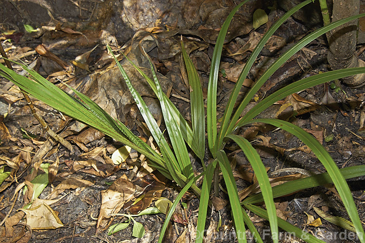 A young Nikau Palm or Shaving Brush Palm (<i>Rhopalostylis sapida</i>), a New Zealand feather palm also found at 44S in the Chatham Islands, making it the southernmost palm. This example is at the stage where it is just developing is first true feather frond.