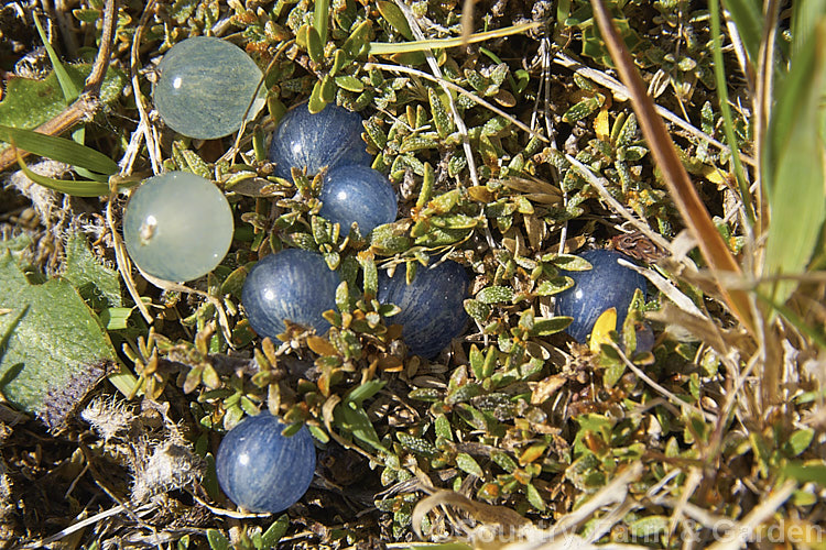 Coprosma atropurpurea (<i>Syn. Coprosma petrei var. atropurpurea</i>), a very small ground-hugging subshrub found in the subalpine and alpine regions of New Zealand It is very similar to Coprosma petrei and often occurs in the same places. It can be distinguished by its sparsely hairy foliage and darker blue to purple-blue fruits that are often partly covered by the foliage. Order: Gentianales, Family: Rubiaceae