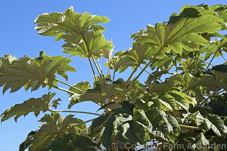 Rice paper plant (<i>Tetrapanax papyrifer</i>), a large suckering shrub of the aralia family from Taiwan and possibly nearby parts of mainland. China. The pith and pulp of the stems has been used in the manufacture of high-grade paper. tetrapanax-3358htm'>Tetrapanax. Order: Apiales, Family: Araliaceae