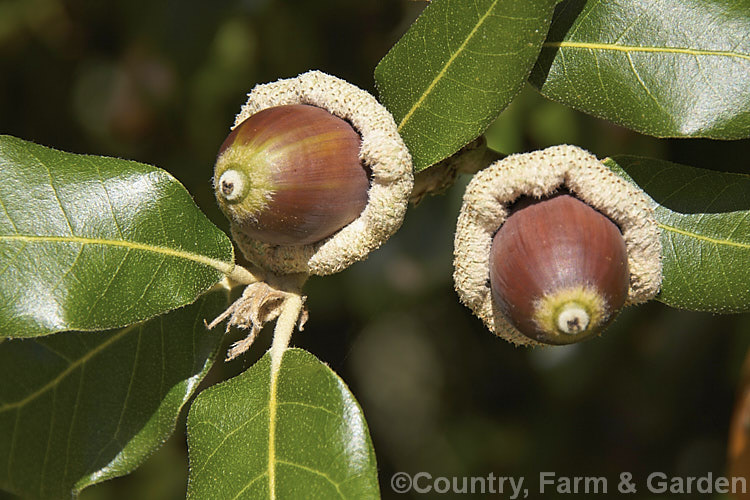 Acorns of the Holm Oak or Holly-leaved Oak (<i>Quercus ilex</i>), an evergreen oak, 15-25m tall, native to the Mediterranean region. It is among the hardier evergreen oaks. These acorns have and enlarged and folded over rim to the cup that is typical of the form from the Extremadura region of Spain. The Holm oak is also known as Encina but should not be confused with the Encina. Live Oak (<i>Quercus agrifolia</i>) from California. Order: Fagales, Family: Fagaceae