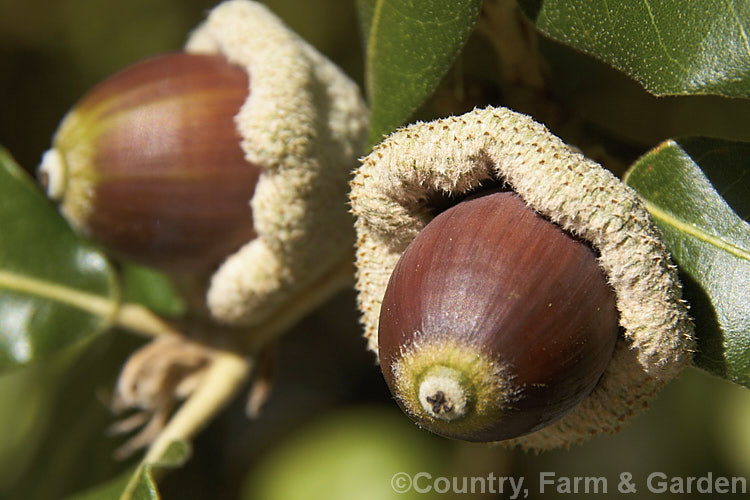 Acorns of the Holm Oak or Holly-leaved Oak (<i>Quercus ilex</i>), an evergreen oak, 15-25m tall, native to the Mediterranean region. It is among the hardier evergreen oaks. These acorns have and enlarged and folded over rim to the cup that is typical of the form from the Extremadura region of Spain. The Holm oak is also known as Encina but should not be confused with the Encina. Live Oak (<i>Quercus agrifolia</i>) from California. Order: Fagales, Family: Fagaceae