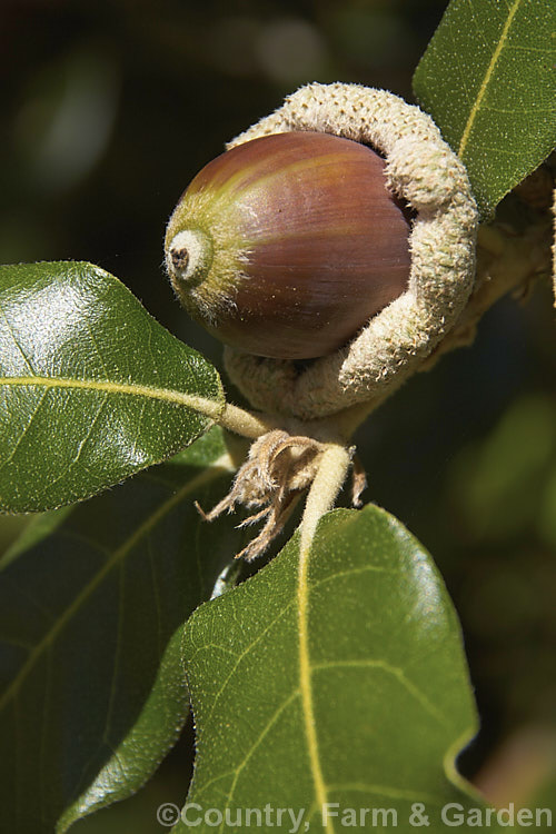 Acorns of the Holm Oak or Holly-leaved Oak (<i>Quercus ilex</i>), an evergreen oak, 15-25m tall, native to the Mediterranean region. It is among the hardier evergreen oaks. These acorns have and enlarged and folded over rim to the cup that is typical of the form from the Extremadura region of Spain. The Holm oak is also known as Encina but should not be confused with the Encina. Live Oak (<i>Quercus agrifolia</i>) from California. Order: Fagales, Family: Fagaceae