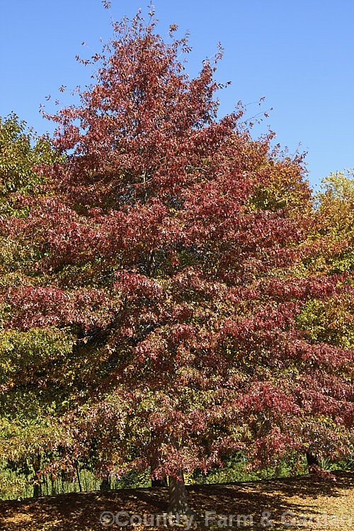 Pin Oak (<i>Quercus palustris</i>) in autumn foliage. This 20-35m tall deciduous tree native to northeast. North America has a columnar habit and often colours well in autumn, turning deep red. It can be distinguished from the similar. Scarlet Oak (<i>Quercus coccinea</i>), by its small acorns and the minute tufts of hairs in the forks of the veins on the undersides of its leaves. Order: Fagales, Family: Fagaceae