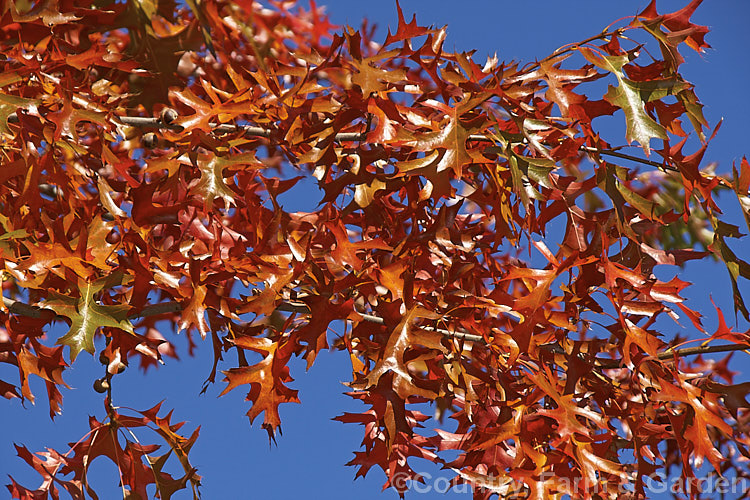 Autumn foliage of the Pin Oak (<i>Quercus palustris</i>). This 20-35m tall deciduous tree native to northeast. North America has a columnar habit and often colours well in autumn, usually turning deep red, though this orange-red shade is also common. It can be distinguished from the similar. Scarlet Oak (<i>Quercus coccinea</i>), by its small acorns and the minute tufts of hairs in the forks of the veins on the undersides of its leaves. Order: Fagales, Family: Fagaceae