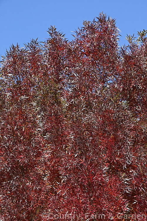 The autumn foliage of the Claret. Ash or Raywood. Ash (<i>Fraxinus angustifolia 'Raywood'), a cultivar of a 25m tall tree native to southern Europe and North Africa. The purple-red colour is seen only in autumn. fraxinus-2178htm'>Fraxinus. <a href='oleaceae-plant-family-photoshtml'>Oleaceae</a>.