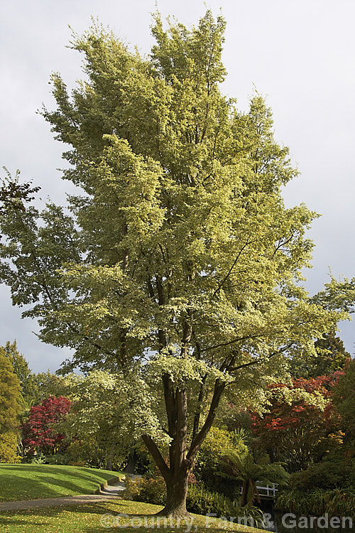 The Variegated European Field or Smooth-leaved Elm (<i>Ulmus carpinifolia 'Variegata') in autumn. The white leaves are mottled with green rather being in a sectored or edged pattern; they become more of a cream tone in autumn. Order: Rosales, Family: Ulmaceae