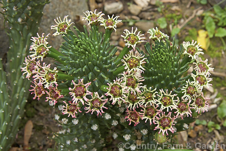 Medusa. Head. Spurge (<i>Euphorbia caput-medusae</i>), a cylindrical-stemmed native to the Cape. Province of South Africa. Its spreads to form a clump up to 30cm high and 1m across. Flowers, which may be green and cream or pink-tinted, develop at the stem tips and can appear throughout the year