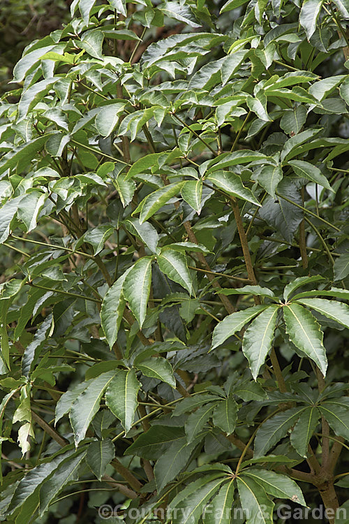 Pate or Patete (<i>Schefflera digitata</i>), an evergreen shrub or small tree up to 8m tall It occurs in forest areas of all the main islands of New Zealand, preferring a near-frost-free climate. Its sprays of small green flowers are followed by purple-pink-tinted fruits. schefflera-2489htm'>Schefflera. Order: Apiales, Family: Araliaceae