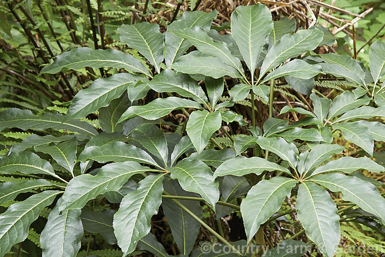 Pate or Patete (<i>Schefflera digitata</i>), an evergreen shrub or small tree up to 8m tall It occurs in forest areas of all the main islands of New Zealand, preferring a near-frost-free climate. Its sprays of small green flowers are followed by purple-pink-tinted fruits. schefflera-2489htm'>Schefflera. Order: Apiales, Family: Araliaceae