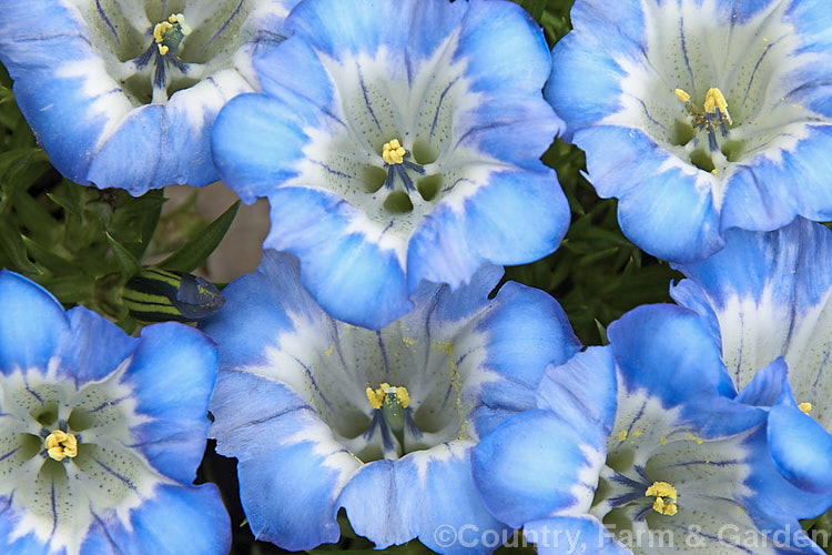 Gentiana sino-ornata 'Summer. Skies', a vigorous, large-flowered cultivar of a low, spreading, autumn-flowering perennial native to western China and Tibet. gentiana-2191htm'>Gentiana. <a href='gentianaceae-plant-family-photoshtml'>Gentianaceae</a>.