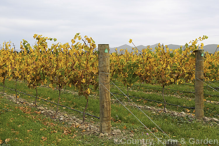 Ripe. Riesling grapes ready to be harvested. Also known as Hochheimer, Johannisberger and Rheingauer, Riesling is the classic cool climate grape and best known as the main wine grape of Germany Where possible, Riesling grapes are often allowed to become very mature before harvesting to maximise their sugar content and flavour intensity. Depending on harvest time and brix level, Riesling can range from a near clear, quite sharply dry wine to golden yellow and very sweet.