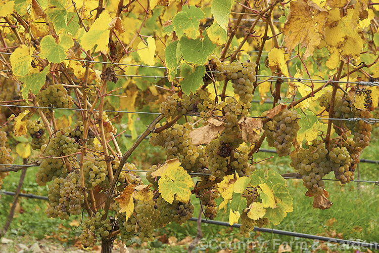 Ripe. Riesling grapes ready to be harvested. Also known as Hochheimer, Johannisberger and Rheingauer, Riesling is the classic cool climate grape and best known as the main wine grape of Germany Where possible, Riesling grapes are often allowed to become very mature before harvesting to maximise their sugar content and flavour intensity. Depending on harvest time and brix level, Riesling can range from a near clear, quite sharply dry wine to golden yellow and very sweet.