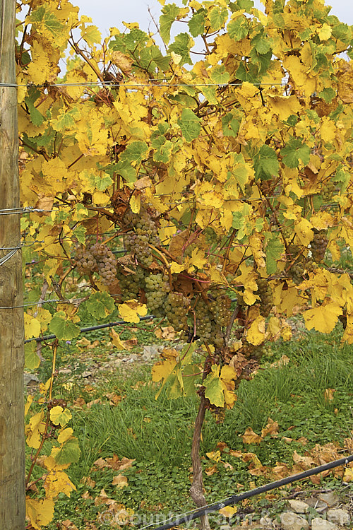 Ripe. Riesling grapes ready to be harvested. Also known as Hochheimer, Johannisberger and Rheingauer, Riesling is the classic cool climate grape and best known as the main wine grape of Germany Where possible, Riesling grapes are often allowed to become very mature before harvesting to maximise their sugar content and flavour intensity. Depending on harvest time and brix level, Riesling can range from a near clear, quite sharply dry wine to golden yellow and very sweet.