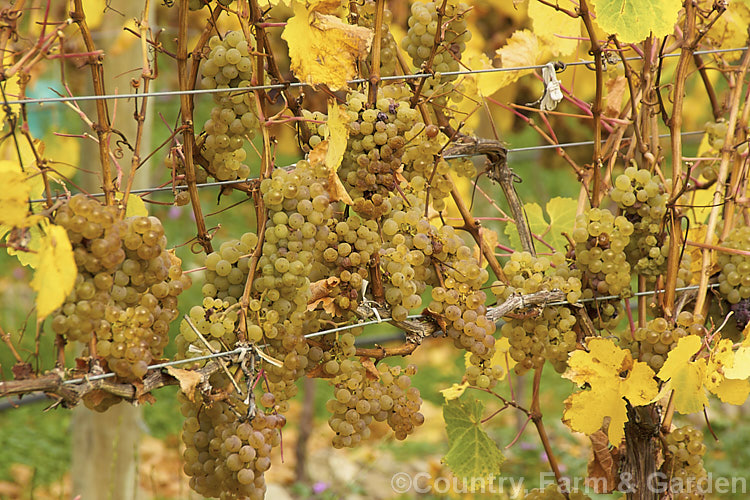 Ripe. Riesling grapes ready to be harvested. Also known as Hochheimer, Johannisberger and Rheingauer, Riesling is the classic cool climate grape and best known as the main wine grape of Germany Where possible, Riesling grapes are often allowed to become very mature before harvesting to maximise their sugar content and flavour intensity. Depending on harvest time and brix level, Riesling can range from a near clear, quite sharply dry wine to golden yellow and very sweet.