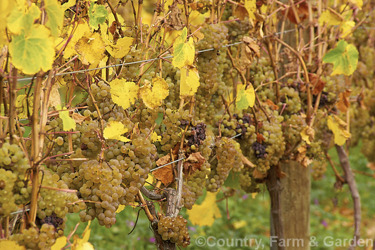 Ripe. Riesling grapes ready to be harvested. Also known as Hochheimer, Johannisberger and Rheingauer, Riesling is the classic cool climate grape and best known as the main wine grape of Germany Where possible, Riesling grapes are often allowed to become very mature before harvesting to maximise their sugar content and flavour intensity. Depending on harvest time and brix level, Riesling can range from a near clear, quite sharply dry wine to golden yellow and very sweet.