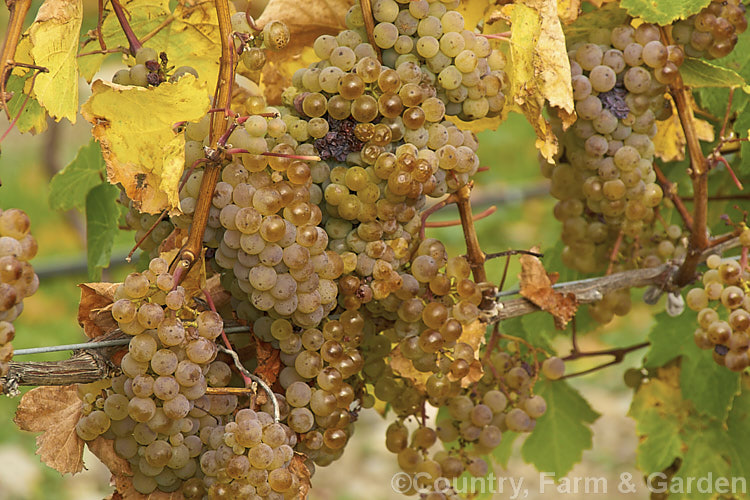 Ripe. Riesling grapes ready to be harvested. Also known as Hochheimer, Johannisberger and Rheingauer, Riesling is the classic cool climate grape and best known as the main wine grape of Germany Where possible, Riesling grapes are often allowed to become very mature before harvesting to maximise their sugar content and flavour intensity. Depending on harvest time and brix level, Riesling can range from a near clear, quite sharply dry wine to golden yellow and very sweet.