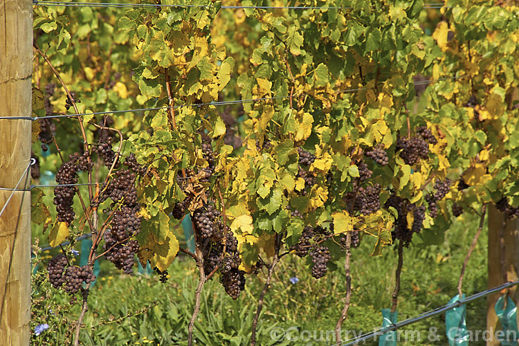 Ripe. Pinot Gris grapes ready to be harvested. Also known as Tokay or Tokay d'Alsace, the Pinot Gris is a light red grape that is used to make white wines. The grape skins are removed before fermenting to prevent the wine from taking on a red hue. Pinot Gris can produce wines ranging from dry to very sweet depending on its sugar content at harvest. Its sweetest forms, typically labelled. Tokay, can be kept to a great age and are among the few wines that do actually improve with age.