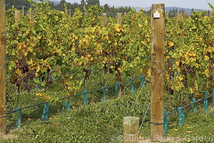 Ripe. Pinot Gris grapes ready to be harvested. Also known as Tokay or Tokay d'Alsace, the Pinot Gris is a light red grape that is used to make white wines. The grape skins are removed before fermenting to prevent the wine from taking on a red hue. Pinot Gris can produce wines ranging from dry to very sweet depending on its sugar content at harvest. Its sweetest forms, typically labelled. Tokay, can be kept to a great age and are among the few wines that do actually improve with age.