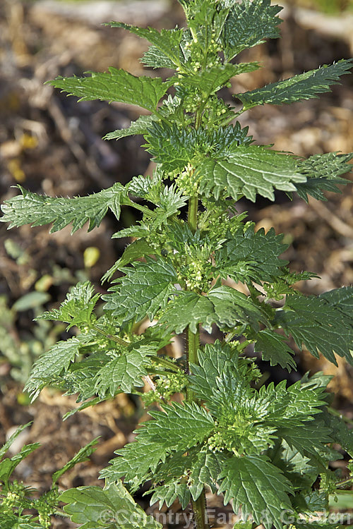 Small. Nettle or Stinging. Nettle (<i>Urtica urens</i>), a widely naturalised. Northern Hemisphere annual that is usually seen as a weed of cultivated ground. Its stinging hairs have a strongly irritant effect. The plant is sometimes used as a vegetable, as cooking destroys the sting. umbilicus-2793htm'>Urtica. <a href='urticaceae-plant-family-photoshtml'>Urticaceae</a>.