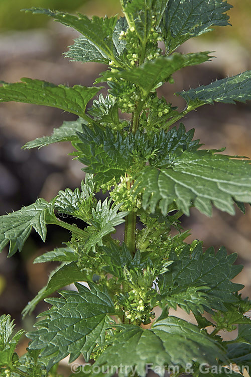 Small. Nettle or Stinging. Nettle (<i>Urtica urens</i>), a widely naturalised. Northern Hemisphere annual that is usually seen as a weed of cultivated ground. Its stinging hairs have a strongly irritant effect. The plant is sometimes used as a vegetable, as cooking destroys the sting. umbilicus-2793htm'>Urtica. <a href='urticaceae-plant-family-photoshtml'>Urticaceae</a>.