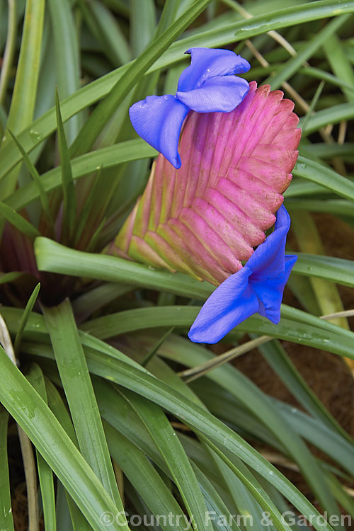 Tillandsia cyanea, a clump-forming epiphytic bromeliad native to Ecuador and Peru. Its fine, narrow leaves are up to 35cm long and its flower heads may reach 20cm long, Only a few of the purple-blue flowers are open at any one time, but the head of overlapping pink bracts can last for several months. Order: Poales, Family: Bromeliaceae