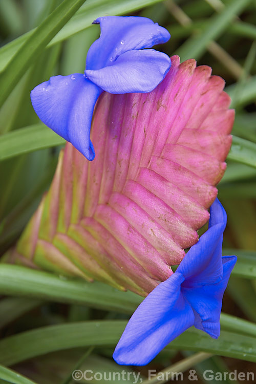 Tillandsia cyanea, a clump-forming epiphytic bromeliad native to Ecuador and Peru. Its fine, narrow leaves are up to 35cm long and its flower heads may reach 20cm long, Only a few of the purple-blue flowers are open at any one time, but the head of overlapping pink bracts can last for several months. Order: Poales, Family: Bromeliaceae