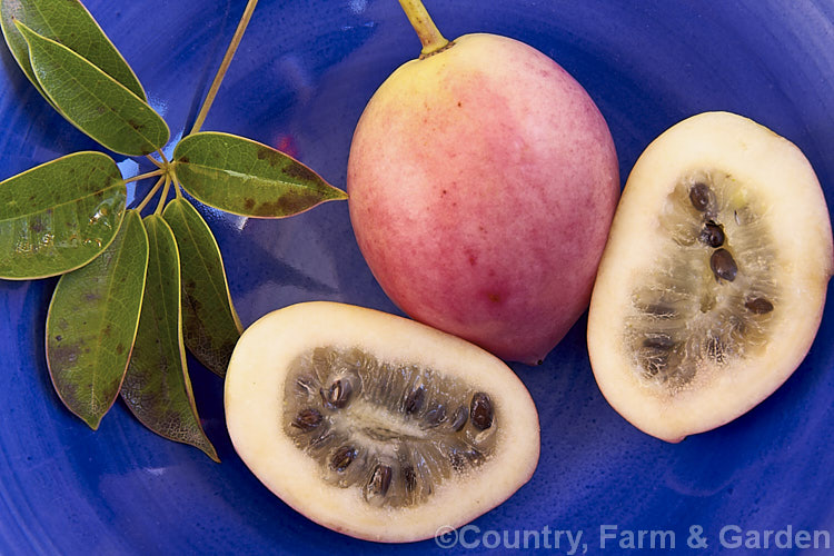 The fruit of the Staunton. Vine (<i>Stauntonia hexaphylla</i>), a semi-deciduous to evergreen twining vine native to Japan, Korea and Taiwan. Male and female flowers occur on separate plants and the females flowers are followed by the pink-tinted cream to purple fruit shown here. Although the fruit is edible the pulp is bland and contains many seeds. Order: Ranunculales, Family: Lardizabalaceae