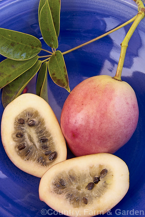 The fruit of the Staunton. Vine (<i>Stauntonia hexaphylla</i>), a semi-deciduous to evergreen twining vine native to Japan, Korea and Taiwan. Male and female flowers occur on separate plants and the females flowers are followed by the pink-tinted cream to purple fruit shown here. Although the fruit is edible the pulp is bland and contains many seeds. Order: Ranunculales, Family: Lardizabalaceae