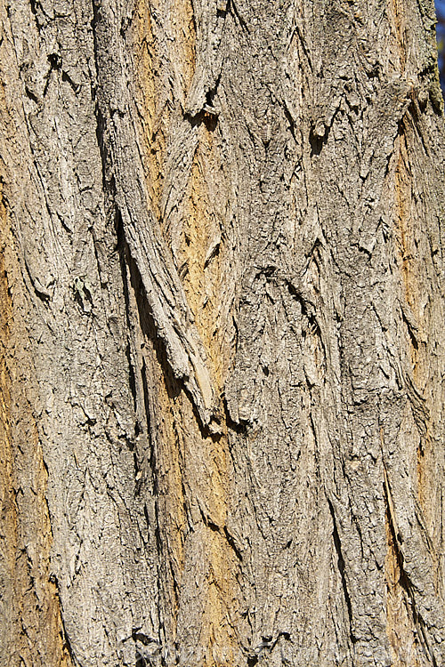 The bark of the Black or Yellow Locust or False Acacia (<i>Robinia pseudoacacia</i>). The flowers of this 12-2.5m tall deciduous tree from the eastern and central United States are mildly fragrant. robinia-2218htm'>Robinia.
