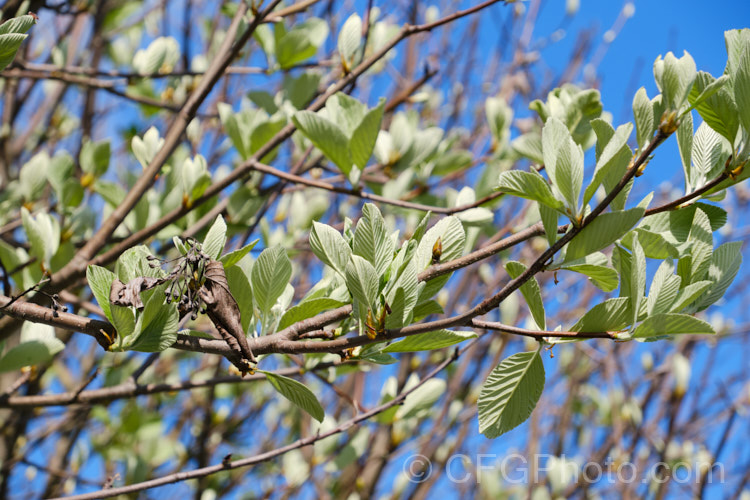 The young spring growth of the Whitebeam (<i>Sorbus aria</i>), a deciduous tree from the mountains of Europe. The white spring flowers are followed by 10-12mm diameter, orange-red fruit that matures from early autumn. sorbus-2143htm'>Sorbus.