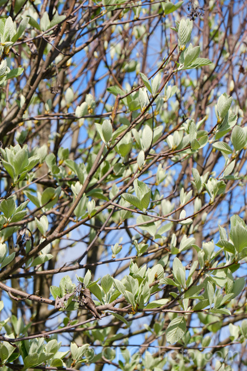 The young spring growth of the Whitebeam (<i>Sorbus aria</i>), a deciduous tree from the mountains of Europe. The white spring flowers are followed by 10-12mm diameter, orange-red fruit that matures from early autumn. sorbus-2143htm'>Sorbus.