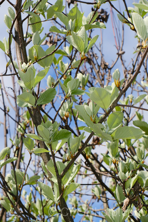 The young spring growth of the Whitebeam (<i>Sorbus aria</i>), a deciduous tree from the mountains of Europe. The white spring flowers are followed by 10-12mm diameter, orange-red fruit that matures from early autumn. sorbus-2143htm'>Sorbus.