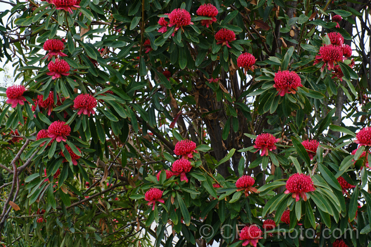New South Wales. Waratah (<i>Telopea speciosissima</i>), an evergreen, spring-flowering shrub or small tree native to southeastern Australia. It grows to around 6m tall, often with a considerable spread. Order: Proteales, Family: Proteaceae