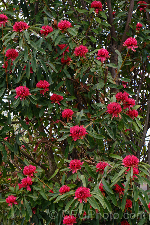 New South Wales. Waratah (<i>Telopea speciosissima</i>), an evergreen, spring-flowering shrub or small tree native to southeastern Australia. It grows to around 6m tall, often with a considerable spread. Order: Proteales, Family: Proteaceae
