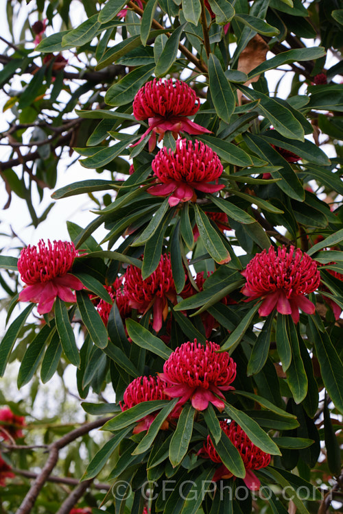 New South Wales. Waratah (<i>Telopea speciosissima</i>), an evergreen, spring-flowering shrub or small tree native to southeastern Australia. It grows to around 6m tall, often with a considerable spread. Order: Proteales, Family: Proteaceae