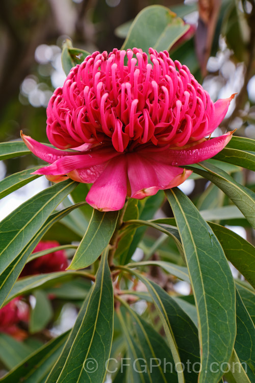 New South Wales. Waratah (<i>Telopea speciosissima</i>), an evergreen, spring-flowering shrub or small tree native to southeastern Australia. It grows to around 6m tall, often with a considerable spread. Order: Proteales, Family: Proteaceae