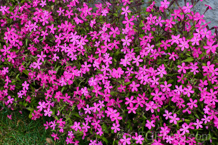 Silene 'Shocking. Pink', a spring-flowering, short-lived perennial silene hybrid with flowers that while very simple and quite small are an incredibly vivid, glowing pink. silene-2496htm'>Silene. Order: Caryophyllales, Family: Caryophyllaceae