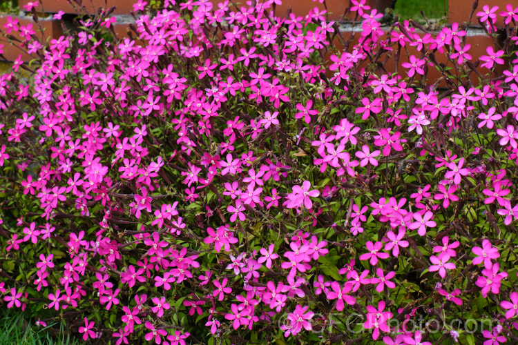 Silene 'Shocking. Pink', a spring-flowering, short-lived perennial silene hybrid with flowers that while very simple and quite small are an incredibly vivid, glowing pink. silene-2496htm'>Silene. Order: Caryophyllales, Family: Caryophyllaceae