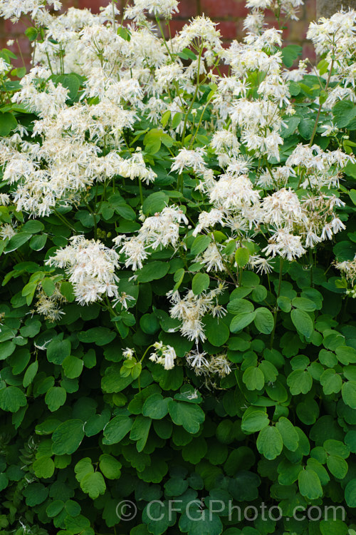 Thalictrum aquilegifolium, a spring- to early summer-flowering herbaceous perennial from Europe and temperate Asia. Its flowering stems can grow to around 15m tall. Its flower colour ranges from greenish white through powder blue to purple. This photo was taken shortly after rain and illustrates one of the problems with this species: its flower quickly become bedraggled when weighted down with rainwater. thalictrum-2040htm'>Thalictrum.