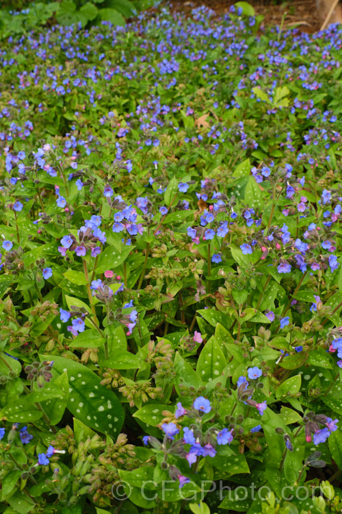 Jerusalem Sage (<i>Pulmonaria saccharata</i>), a spring-flowering perennial notable for its white-spotted foliage. It occurs naturally in the Apennine. Mountains of Italy and France. pulmonaria-2766htm'>Pulmonaria.